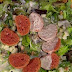 Canederli di rapa rossa in insalata ricetta Barbara De Nigris da E' sempre mezzogiorno